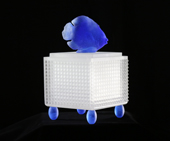 image of Damsel Fish with White Box